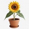 High-Resolution Sunflower PNG Free Download Large, high-resolution sunflower in a clear background, ideal for commercial or personal use.