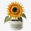 Vibrant Sunflower on a Clear Background A single large sunflower in a flower pot on a clear background.