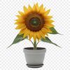 A high-resolution image of a single sunflower in a clear background, perfect for commercial or personal use as clip art.