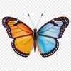 A colorful insect with delicate wings and a slender body, set against a transparent background.
