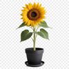 A bright yellow sunflower with dark center stands tall in a simple flower pot.