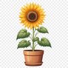 A single sunflower in a clear background, suitable for print and sublimation use.