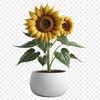 Vibrant Sunflower in Transparent Background A high-resolution image of a single sunflower in a transparent background.