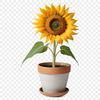 A high-resolution illustration of a bright yellow sunflower with large petals, set against a transparent background.