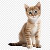 A small domestic cat in a sitting position, with a transparent background.