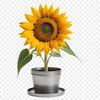 A large, yellow sunflower with bright green stem in a ceramic flower pot on a clear background.