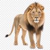 Roar with a Clear Face A close-up image of a majestic lion's face with a clear background.