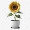 Large Sunflower Image A bright yellow sunflower with large petals and a dark center, growing in a white flower pot.