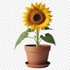 A high-resolution PNG image of a sunflower in a flower pot on a transparent background.