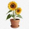 High-Res Floral Design Element A high-resolution sunflower in full bloom with clear background, suitable for sublimation or print.