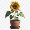 A high-resolution sunflower image with a clear background on a transparent PNG format.