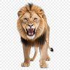 A close-up of a lion's face with a clear background, suitable for printing and commercial use.