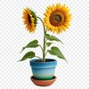 Bright Yellow Blooms in a Simple Pot A bright yellow sunflower with green stem in a simple flower pot on a clear background.