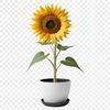 A high-resolution illustration of a sunflower in a pot with a transparent background.