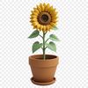 Vibrant Sunflower Against a Clear Sky A high-resolution PNG image of a single sunflower in full bloom, set against a clear background.