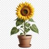 A high resolution PNG image of a single sunflower in a flower pot against a clear background.