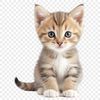 Adorable Kitten in High Resolution PNG A high-resolution image of a cute cat in a transparent PNG format.