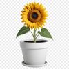 Vibrant Yellow Sunflower in a White Pot A large, bright yellow sunflower with dark centers, growing in a flower pot on a clear background.