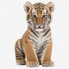 Image of a tiger, a large cat species, in high resolution transparent PNG format.