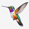 A clear image of a hummingbird with a transparent background.