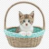 A high-resolution transparent png image of a kitten sitting in a basket.