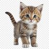 A high-resolution transparent image of a playful grey kitten with a clear background.