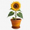 A high-resolution transparent PNG image of a large sunflower in a flower pot.