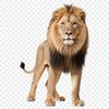 A high-resolution transparent image of a lion in a clear background.