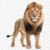 Majestic Lion Silhouette on Clear Background A high-resolution PNG image of a majestic African lion in a clear background.
