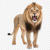 Regal Tawny Mane A large male lion with a tawny coat stands in front of a clear background, suitable for print and digital use.