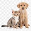 A playful puppy kitten sitting together on a transparent background.