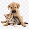 Close-up illustration of a puppy and kitten playing together with clear details in high resolution.