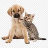 Adorable Puppy Kitten Duo on Transparent Background A playful puppy and kitten sitting together on a transparent background.