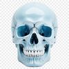 A clear transparent PNG skull image on a white background.