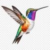 Beautiful Bird Silhouette on Floral Background A colorful hummingbird perched on a flower, high-resolution transparent PNG image.