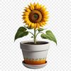 Happy Yellow Flower Image A bright yellow sunflower with dark centers in full bloom on a white background.