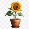 A high resolution transparent PNG image of a single sunflower in a flower pot.