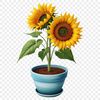 A large, high-resolution sunflower with a clear background, suitable for commercial and personal use.