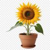 Large high-resolution sunflower PNG image with clear background, suitable for commercial and personal use in various designs.