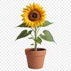 A high resolution illustration of a single sunflower in a clear background.