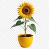 Beautiful Blooms for Your Next Project A high-resolution sunflower with a clear background, suitable for commercial or personal use.