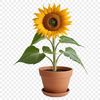 Sunflower in a Simple Pot PNG Image A high-resolution illustration of a sunflower in a simple flower pot, perfect for DIY crafts and personal use.