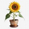 A close-up of a bright yellow sunflower with dark center in a clear background.
