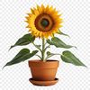 Large Sunflower on Clean Background A bright yellow sunflower with large petals and a tall stem in a simple flower pot on a clean background.