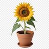 High-Quality Flower Design for Printing A high-resolution sunflower image with a clear background, suitable for sublimation and printing.
