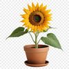 Beautiful Large Flower Close-up A single, large sunflower in full bloom with a clear background.