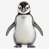 A small penguin chick perched on a rocky shore, ready to waddle into its new home.