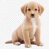 Happy Puppy Clip Art Design Transparent image of a happy-looking puppy suitable for sublimation or print projects.