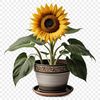High Resolution Transparent Flower Image A high-resolution transparent PNG image of a single sunflower in a flower pot on a clear background.