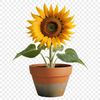 Bright Sunflower in White Pot A single bright yellow sunflower standing upright in a small clay flower pot on a white background.